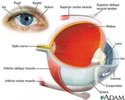 Lutein for Better Eye Health