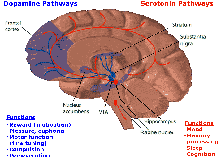 seratonin-hormone-pathways