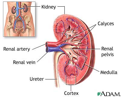 kidney-biology