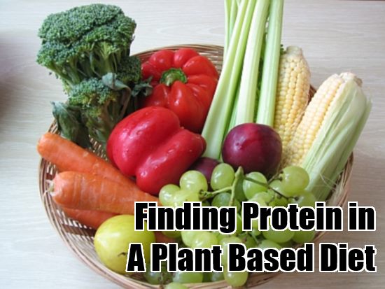 finding protein in a plant based diet