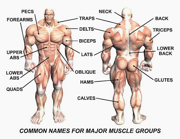 muscle names