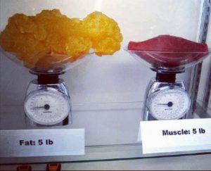 size of fat and muscle