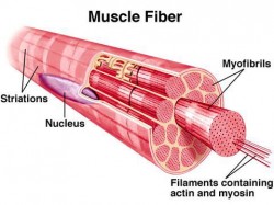muscle-fibers