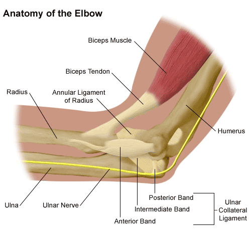 anatomy involved with tennis elbow