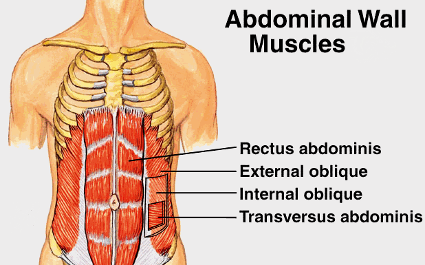 abdominal-cavity