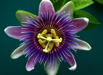 passionflower as an herbal treatment for anxiety
